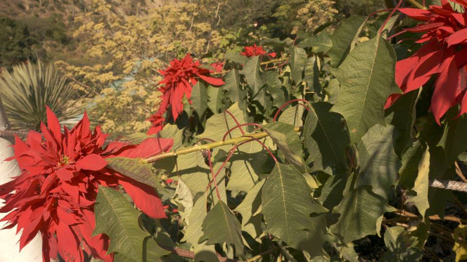 tolantongo 4