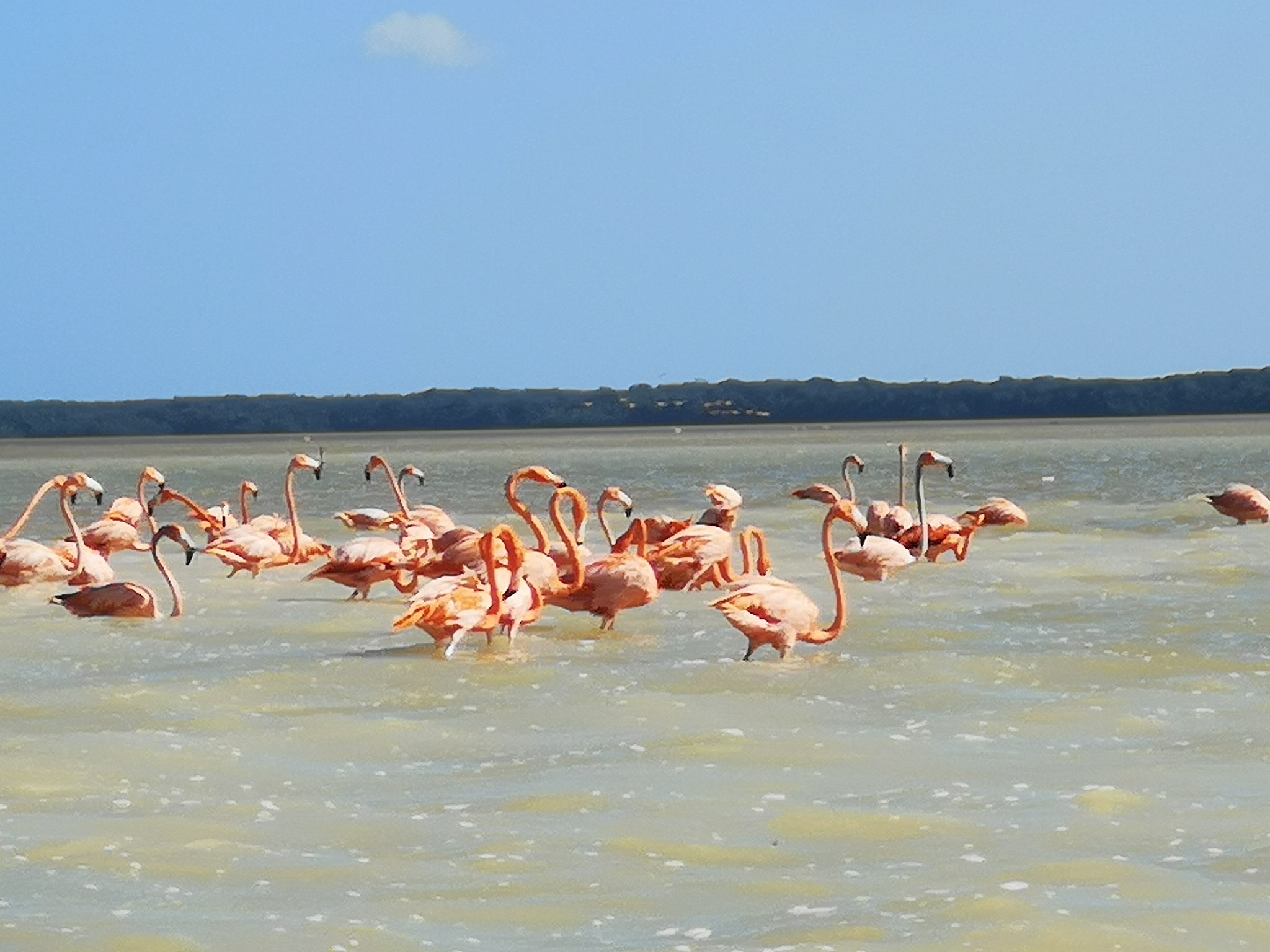 54432689_2195061943872682_4599527361149403136_o flamingi
